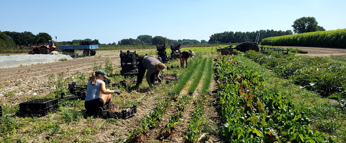 KI generiert: Menschen arbeiten auf einem Feld, ernten Gemüse in Körben. Traktoren stehen im Hintergrund.