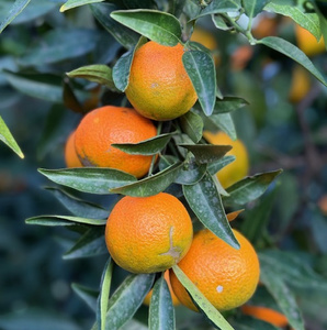 KI generiert: Das Bild zeigt einen Zweig eines Orangenbaums mit mehreren reifen Orangen, umgeben von grünen Blättern. Der Fokus liegt auf den leuchtend orangen Früchten und dem satten Grün der Blätter.