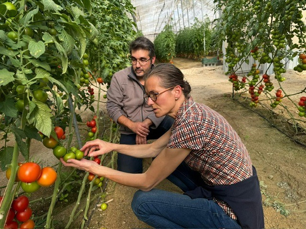 KI generiert: Das Bild zeigt zwei Personen in einem Gewächshaus, die reife Tomaten an den Pflanzen begutachten. Die Szene vermittelt einen Eindruck von Landwirtschaft und Gartenbau.