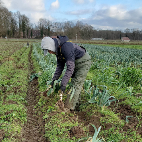 KI generiert: Das Bild zeigt eine Person, die in einem Feld Porree (Lauch) erntet. Mehrere geerntete Lauchstangen liegen bereits gebündelt auf dem Boden.