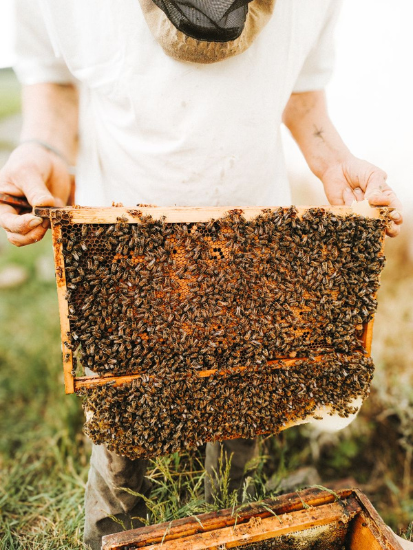 KI generiert: Das Bild zeigt einen Imker, der einen mit Bienen bedeckten Bienenrahmen hält. Der Fokus liegt auf den Bienen, die eng beieinander auf der Wabe sitzen.