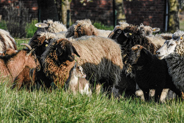 Produktfoto zu Halbes Bio-Lamm (ca.8-12kg)