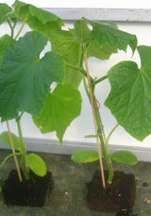 Produktfoto zu Minigurke, Jungpflanze