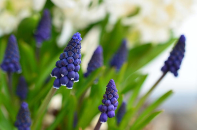 Produktfoto zu Traubenhyazinthen im Tontopf