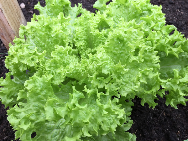 KI generiert: Grüner Kopfsalat wächst in einem Gartenerdebeet.