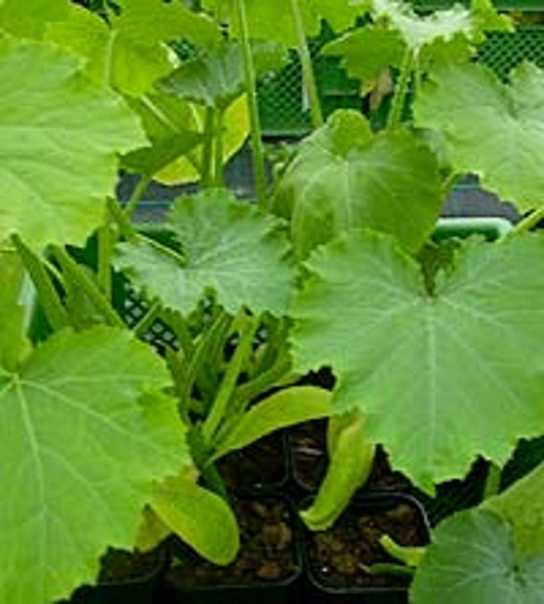 Produktfoto zu Hokkaido Kürbis, Jungpflanze
