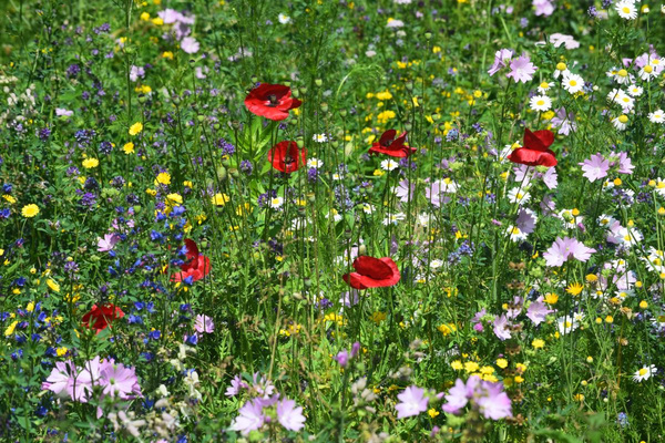 Blumenwiese mit Mohn