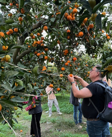 KI generiert: Das Bild zeigt mehrere Personen, die Mandarinen von Bäumen pflücken. Sie befinden sich in einem Obstgarten oder einer Plantage.