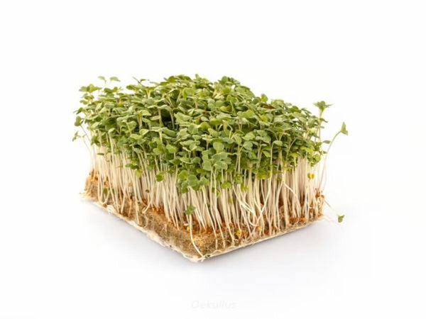 Produktfoto zu Rucola Kresse