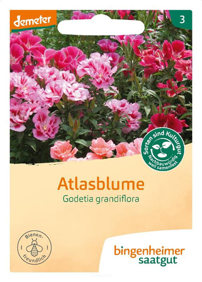 Produktfoto zu Atlasblume_Sommer-Azalee (Saatgut)