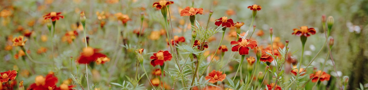 KI generiert: Rot-orange Blumen blühen in einer Wiese.