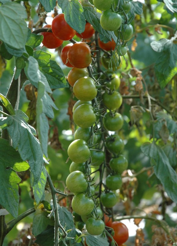 Cherry-Tomatenstrauch
