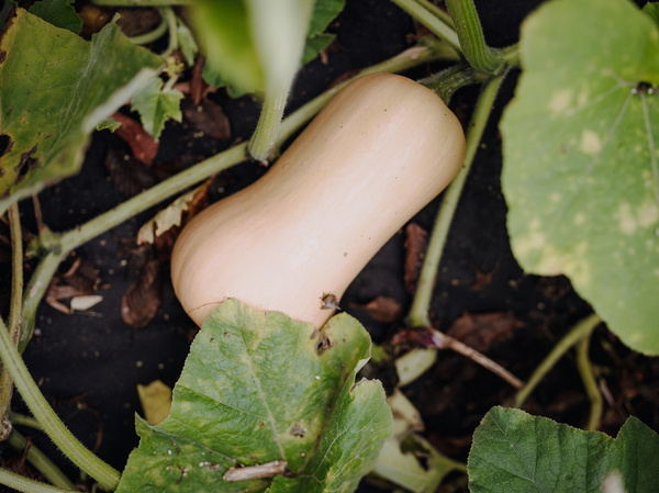 KI generiert: Ein Butternusskürbis wächst am Boden, umgeben von grünen Blättern.