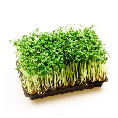 Produktfoto zu Kresse Schale