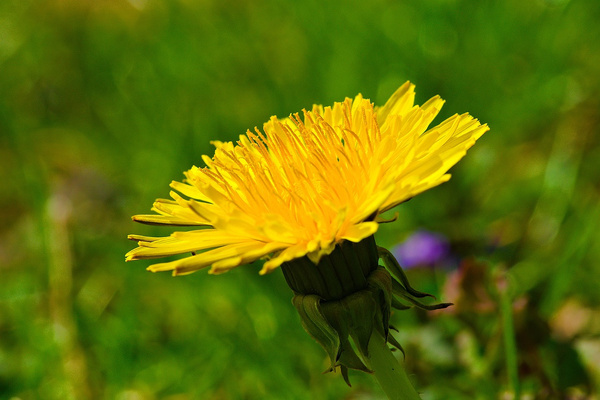Löwenzahn Bolognese