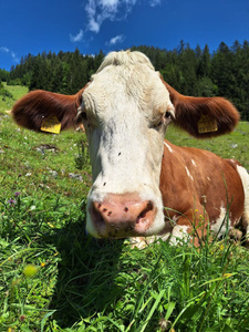 KI generiert: Das Bild zeigt ein Auflaufform mit überbackener Speise, die mit Kräutern dekoriert ist, auf einem Tablett, das von Salat und einer grünen Soße begleitet wird. Der Hauptinhalt des Bildes ist die kulinarische Präsentation des Gerichts.