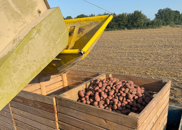 Kartoffel Kiste Kartoffelernte