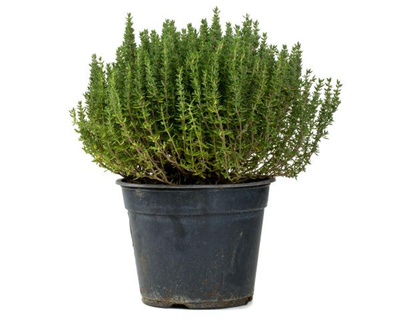 Produktfoto zu Topf Thymian