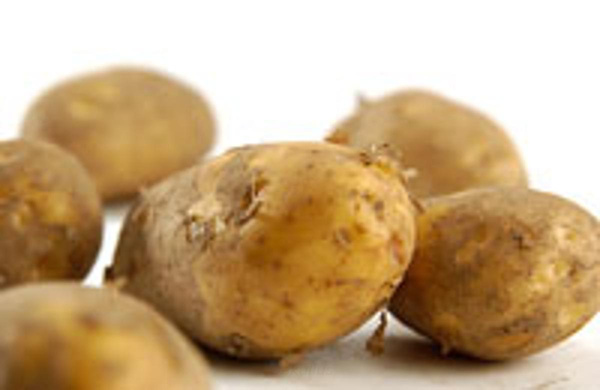 Produktfoto zu Frühkartoffel Sieglinde