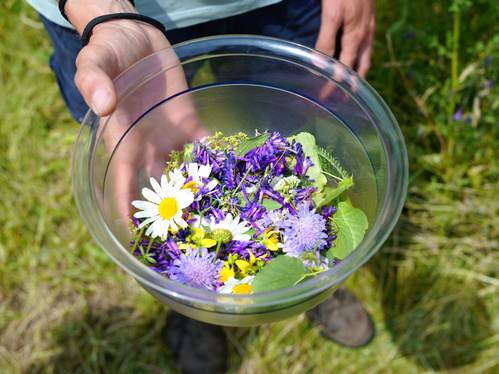 Anmeldung Kräuterkurs