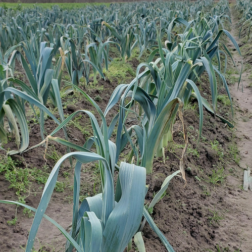 KI generiert: Das Bild zeigt eine Reihe von Lauchpflanzen auf einem Feld. Der Fokus liegt auf den dicht bepflanzten Reihen und der natürlichen Umgebung.