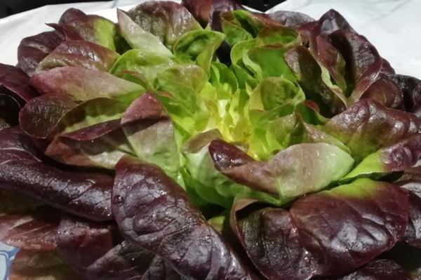 Produktfoto zu Kiste: Salanova rot 8 St.