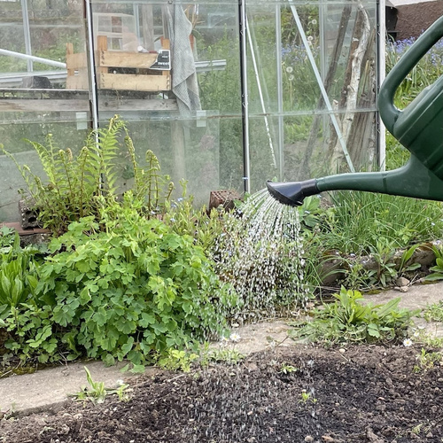 KI generiert: Eine Gießkanne wässert Pflanzen in einem Garten vor einem Gewächshaus.