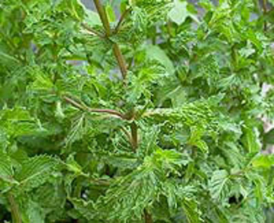 Produktfoto zu Topf Minze