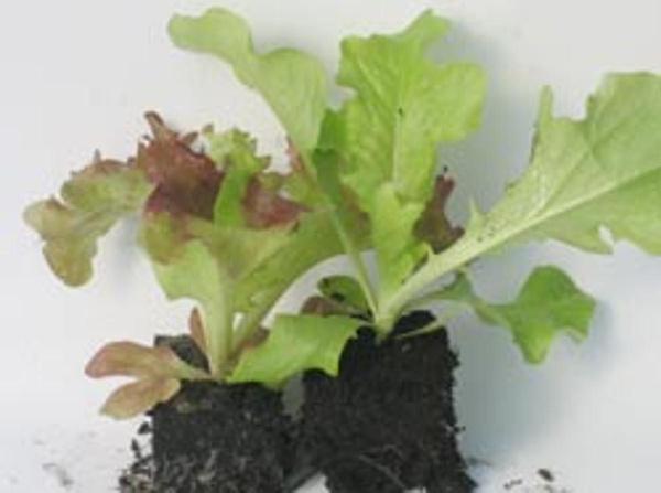 Produktfoto zu Salat, Jungpflanzen (6er)