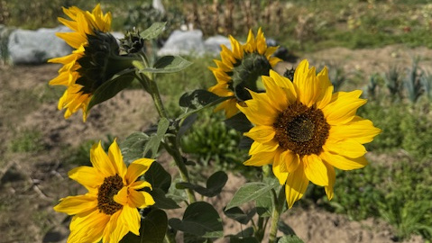 Sonnenblumen