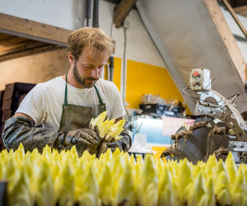 KI generiert: Das Bild zeigt eine Person in einem Gewächshaus oder einer Produktionsstätte, die Chicorée erntet oder bearbeitet. Im Vordergrund sind viele Chicorée-Pflanzen zu sehen.