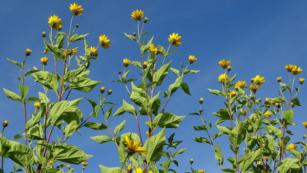 Topinambur Blüte