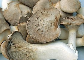 Oliver Hein mit Kräuterseitlingen