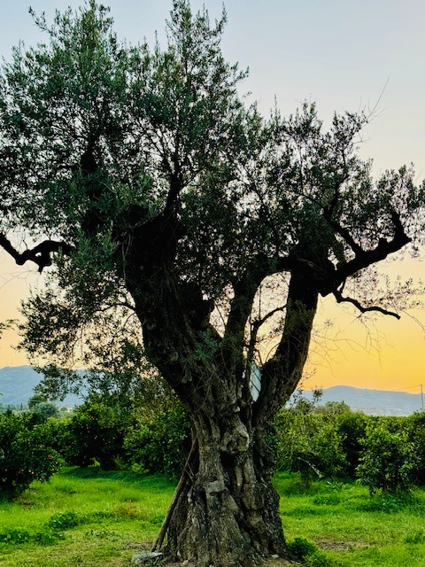 KI generiert: Das Bild zeigt einen alten, knorrigen Olivenbaum, der sich gegen einen orange-gelben Sonnenuntergang abhebt. Im Hintergrund sind Hügel und eine grüne Wiese sichtbar.