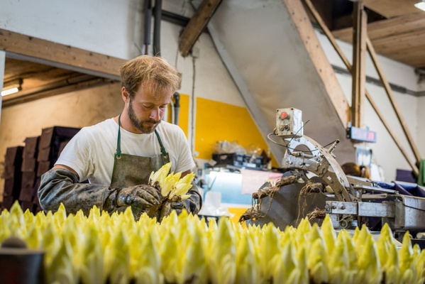 KI generiert: Das Bild zeigt eine Person in einem Gewächshaus oder einer Produktionsstätte, die Chicorée erntet oder bearbeitet. Im Vordergrund sind viele Chicorée-Pflanzen zu sehen.