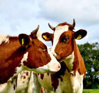Kühe auf der Weide am Biolandhof Deventer