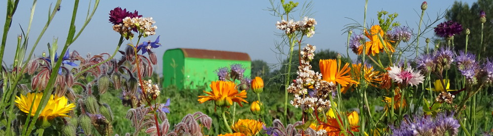 KI generiert: Bunte Wildblumen im Vordergrund, grüner Bauwagen im Hintergrund, blauer Himmel.