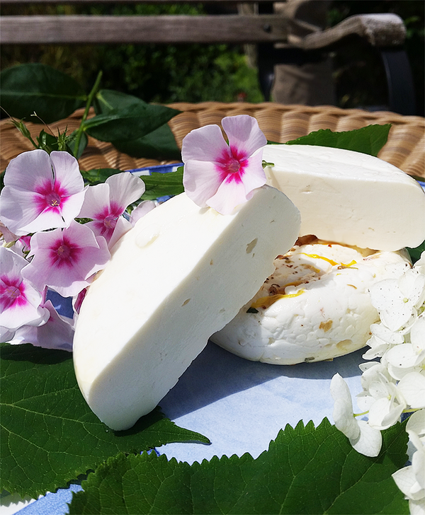 Ziegentaler von Scellebelle Ziegenhof