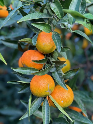 KI generiert: Das Bild zeigt einen Zweig eines Orangenbaums mit mehreren reifen Orangen, umgeben von grünen Blättern. Der Fokus liegt auf den leuchtend orangen Früchten und dem satten Grün der Blätter.