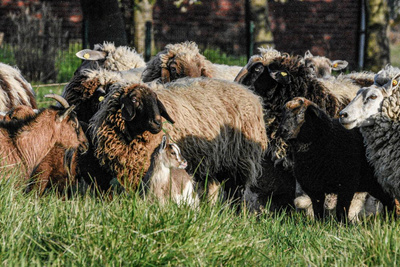 Produktfoto zu Halbes Bio-Lamm (ca.8-12kg)