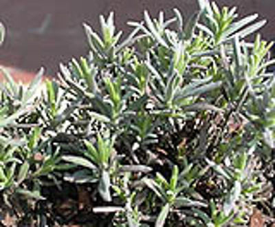 Produktfoto zu Topf Lavendel