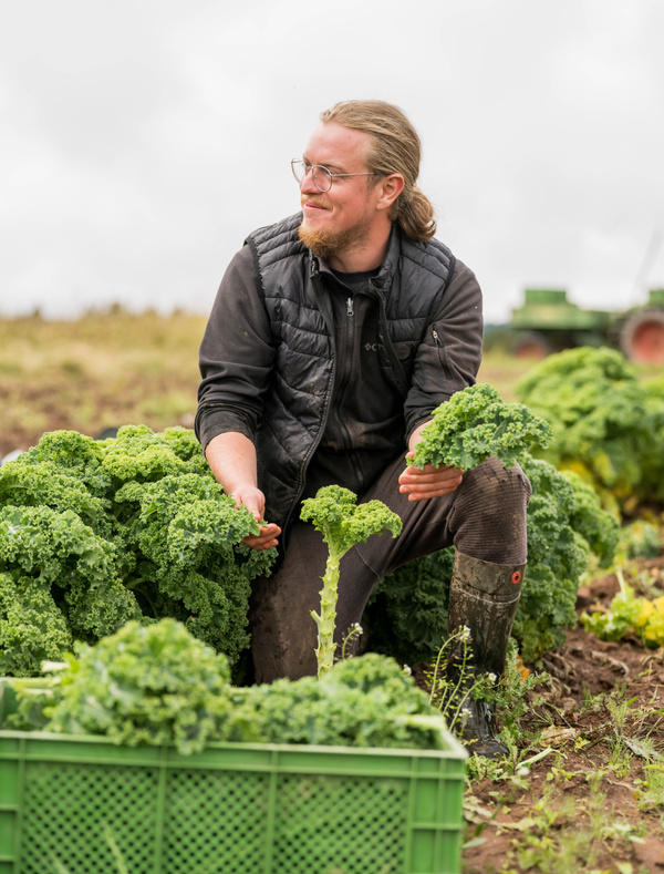 KI generiert: Ein Mann kniet auf einem Feld und hält Grünkohl in der Hand.