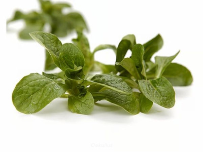 Produktfoto zu Feldsalat