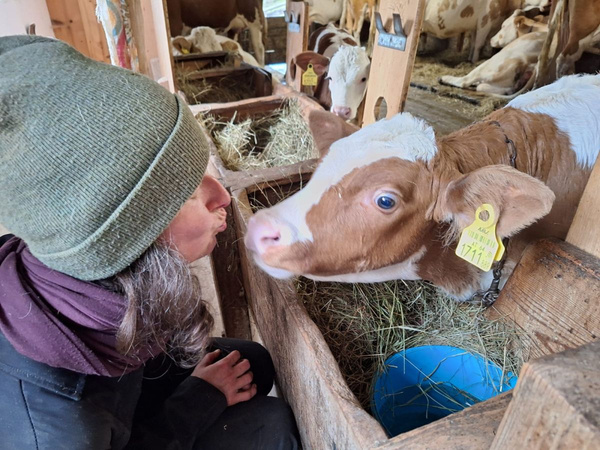 KI generiert: Eine Person nähert sich einem Kälbchen in einem Stall voller Heu.