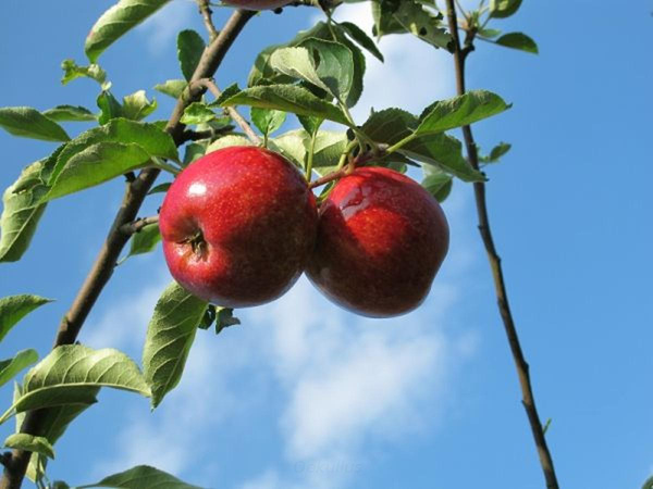 Produktfoto zu Apfel, Royal Rouge