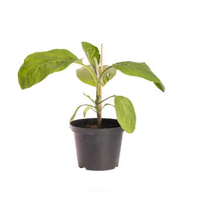 Produktfoto zu Auberinge, Pflanze