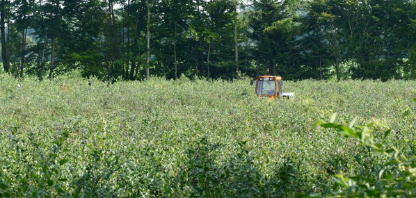 KI generiert: Das Bild zeigt einen Traktor, der durch ein dichtes, grünes Feld fährt. Im Hintergrund ist ein dichter Wald zu sehen.