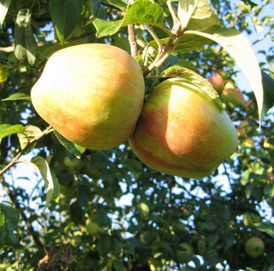 Produktfoto zu Finkenwerder Herbstprinz