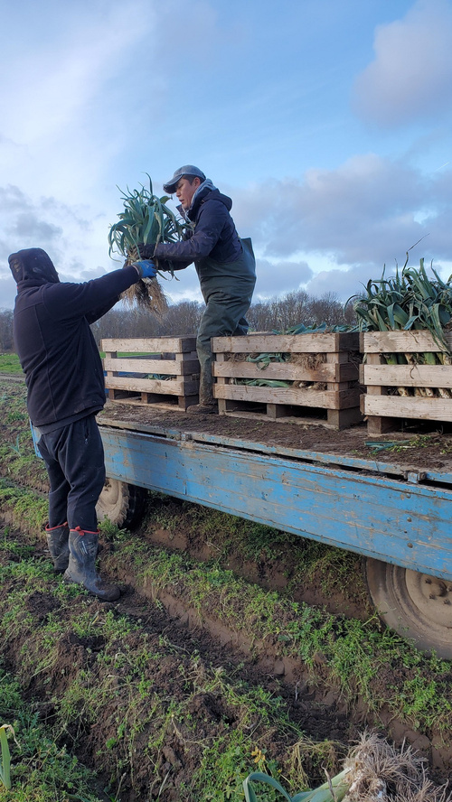 KI generiert: Das Bild zeigt zwei Personen, die auf einem Feld Lauch ernten und in Holzkisten auf einem Anhänger verstauen. Eine Person reicht der anderen einen Bund Lauch hinauf.