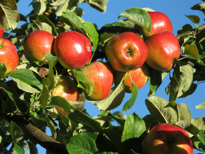 Obstbaumblüte auf dem Obsthof Cordes